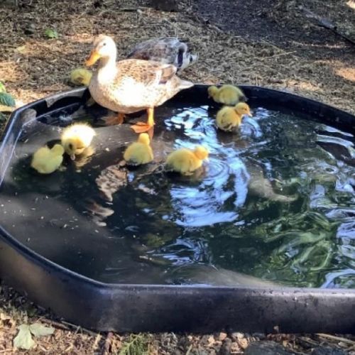 Ducklings