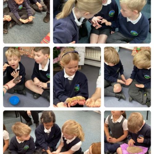 Little Acorns
